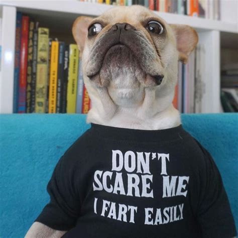 True story!. Frenchie bulldogs #cute #pets #puppy | French bulldog ...