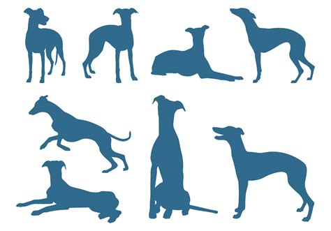 Greyhound Free Vector Art - (951 Free Downloads)