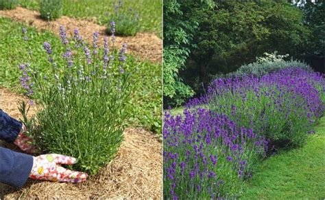 12 Lavender Companion Plants (& 4 Plants To Grow Nowhere Near)