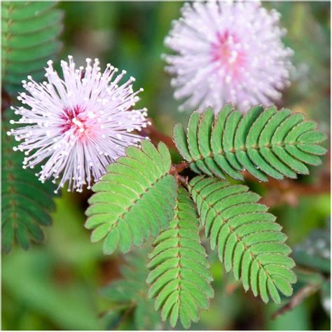 How To Grow Mimosa Pudica Indoors | Touch Sensitive Plants | TheSuperBOO!