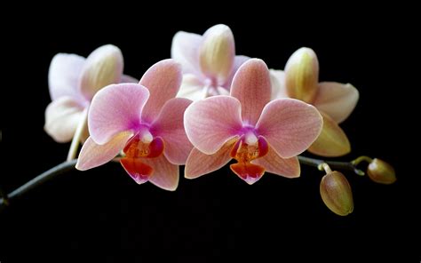 Flowers Wallpapers: Orchids Flowers Wallpapers