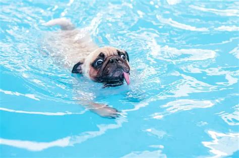 Can Pugs Swim? Everything You NEED To Know – Tiny Woofs