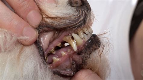 The Key to Management periodontal disease in dogs – Jax & Cali