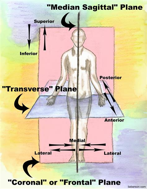 Anatomy Blog/Information Page: What does this word mean??? Human Anatomy Terminology