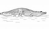 Caiman coloring Pages  Free Coloring sketch template