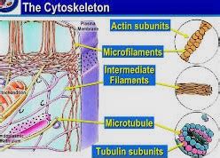 Cytoskeleton Microtubules, Microfilaments and Intermediate Filaments.