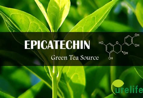 epicatechin,green tea epicatechin,epicatechin increases muscle growth and strength|Purelife bio