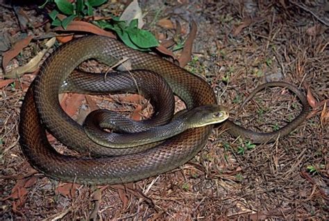 Coastal Taipan Facts and Pictures | Reptile Fact