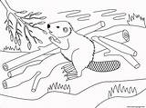 Beaver Animal Simple Coloring page Printable sketch template