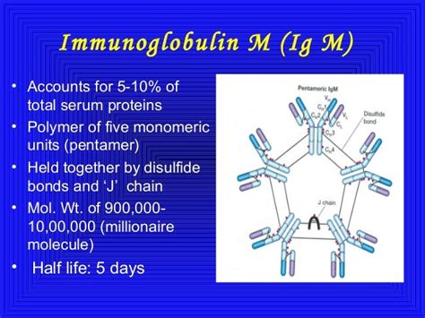 Immunoglobulins