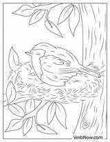 Free ROBIN Coloring Pages For Download Printable PDF sketch template