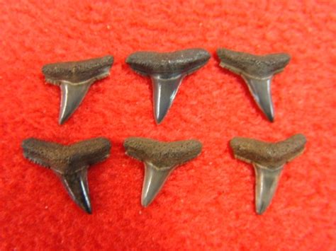 Collection of Lemon Shark Teeth | Recently Sold | FOSSILS | Prehistoric Florida