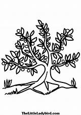 Olive Tree Coloring Page At GetColoringscom  Free Printable Colorings sketch template
