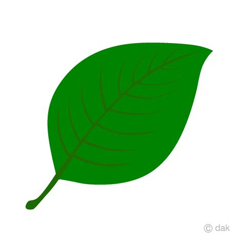 Green Leaf Clip Art Free PNG Image｜Illustoon