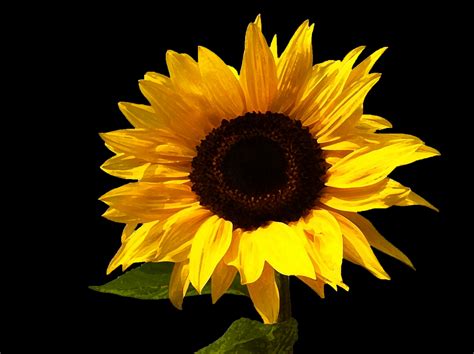 Sunflower Free Stock Photo - Public Domain Pictures