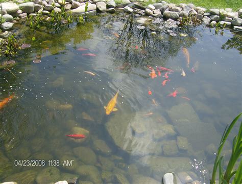 File:Goldfish in a pond at Georgetown.JPG - Wikipedia