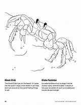 Ghost Crab Coloring Page – Coloriage De Crabe Fantôme Association Les  sketch template