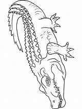 Online coloring Pages Coloring Page Crocodile crocodile Download Print  sketch template