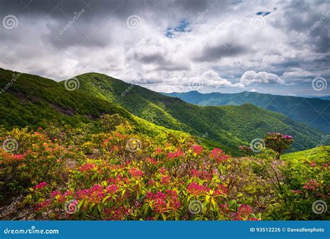 Mountain Laurel Spring Flowers Blooming In Appalachian Mountains Stock ...