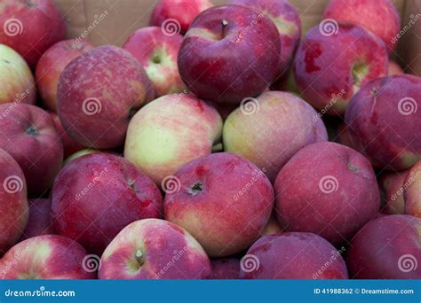 Fall Apples stock photo. Image of handpicked, sweet, fresh - 41988362