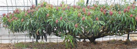 Mango: A perfect tree for South Florida - South Florida Sun-Sentinel ...