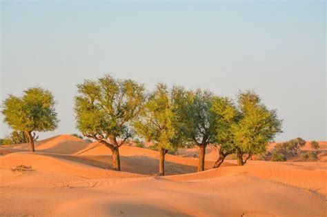 Ghaf Tree UAE | A Back History and Cures