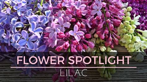 Flower Spotlight: Lilac#flower #lilac #spotlight | Flower meanings, Lilac, Lilac flowers