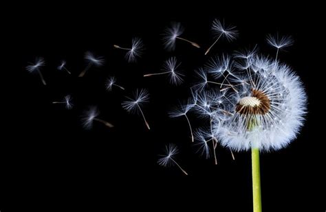 Dandelion blowing - | Dandelion, Dandelion wallpaper, Dandelion tattoo