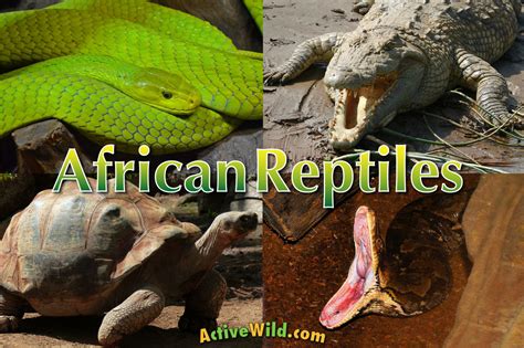 African Reptiles List, Pictures & Facts: Amazing Reptiles Of Africa