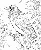 Premium Vector  Crow Coloring Page Vectors For adults sketch template