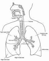 Respiratory System Diagram Sketch Coloring Page sketch template