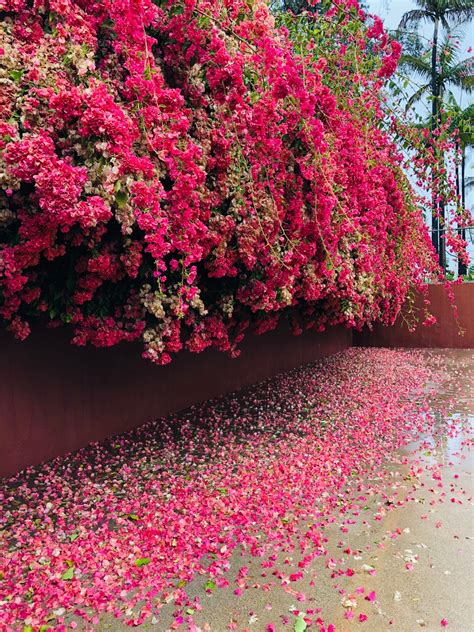 Come Into the Garden - Robinson Gardens