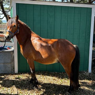 Our Adoptable Rescues | Hill Country Horse R