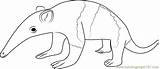 Baby Anteater Coloring Page For Kids  Free Printable sketch template