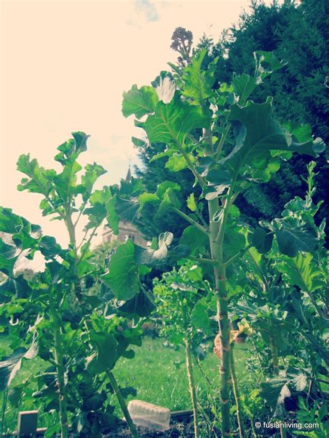 Growing Purple Sprouting Broccoli - Is it worth the wait? (Part 1 ...