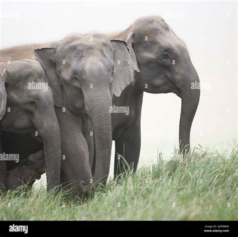 Elephant Family. Jim Corbett National Park, India Stock Photo - Alamy