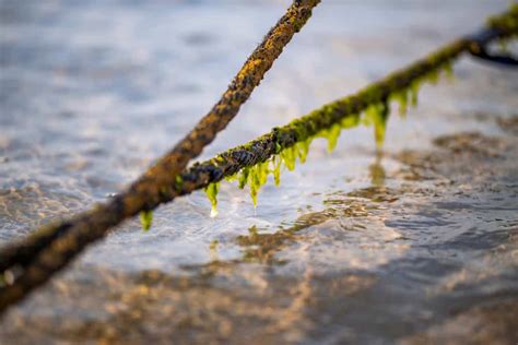 String Algae In Koi Pond