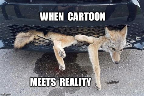 √ Funny Coyote Hunting Memes - Alumn Photograph