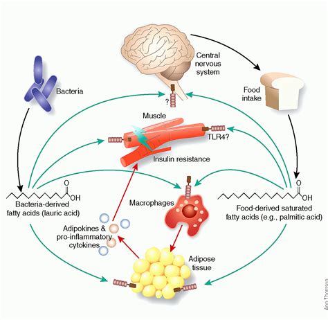 Insulin glargine - Insulin Pharmacology - Insulin Choices