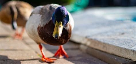 Duck Quack Ringtone | Ringtone Free Download | Animal Ringtones