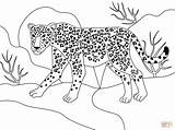 Black Jaguar Coloring Pages sketch template