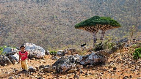 Trying to Hold Its Own, Yemeni Island of Socotra Figures in Both Saudi and Emirati Plans