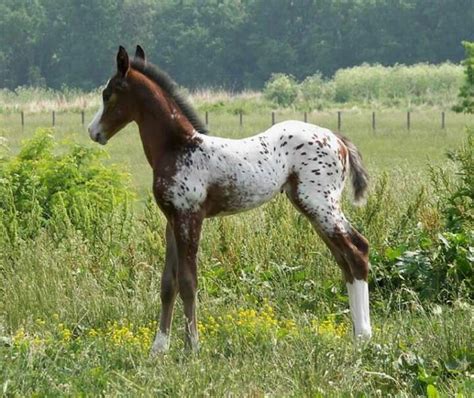 Adorable | Baby horses, Horses, Horse breeds