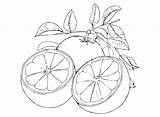 Grapefruit Coloring Pages Printable For Free Download sketch template