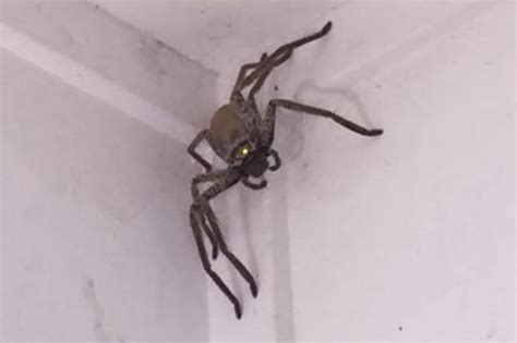 Giant huntsman spider takes up residence inside woman's home