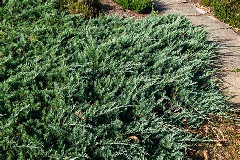 How to Grow and Care for Creeping Juniper | Gardener’s Path