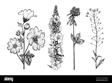 Botanical illustration black mullein Stock Vector Images - Alamy