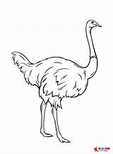 Emu Coloring Pages Printable For Free Download sketch template