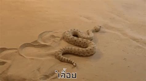 เลื้อย งู GIF - Crawl Crawling Slither - Discover & Share GIFs