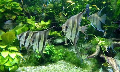 Freshwater Angelfish Care Guide: The Queen of the Aquarium - aquaticly.com